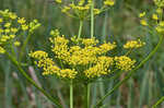 Wild parsnip